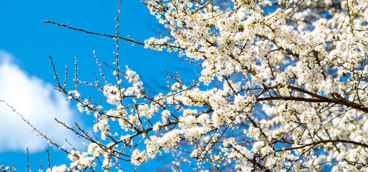 Körsbärsblomning på träd