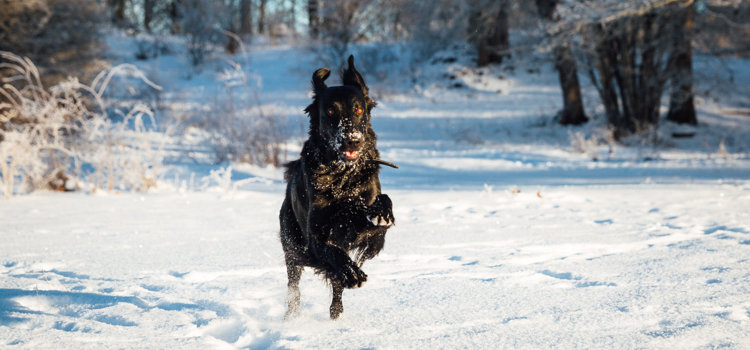En hund som springer genom snön i skogen